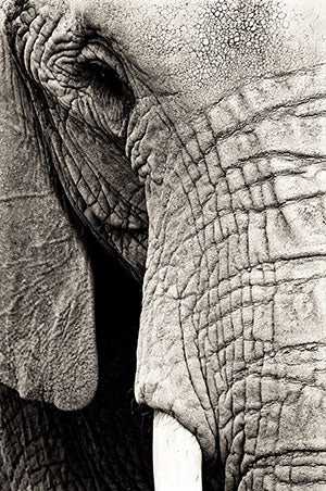 Close-up of Elephant eye and trunk shot by Bill Koley with Canon EOS R10