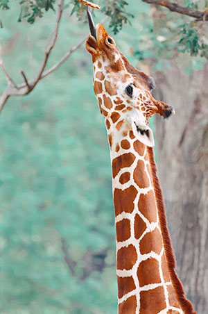 Giraffe eating a leaf shot by Bill Koley with Canon EOS R10