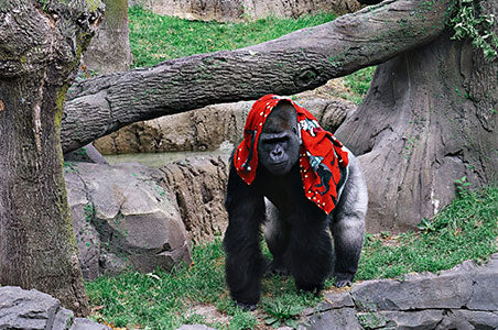 Gorilla with blanket on his head at the Omaha Zoo by Bill Koley with Canon EOS R10