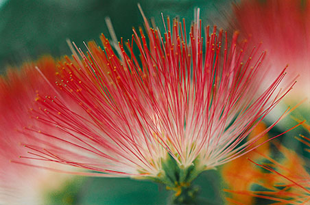 flower shot by Bill Koley with Canon EOS R10