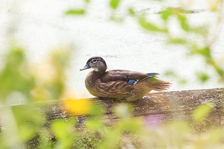 Duck on a log by Jerred Zegelis with Canon EOS R10