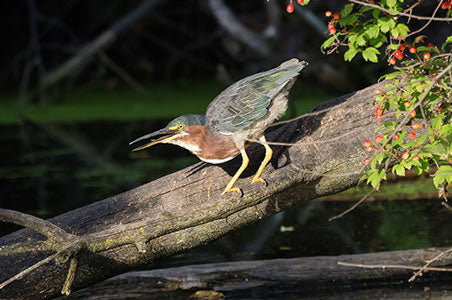 Green Heron hunting by the water by Jerred Zegelis with Canon EOS R10