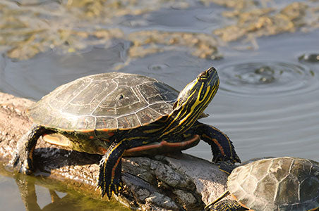 Turtle at Heron Haven shot by Jerred Zegelis with Canon EOS R10