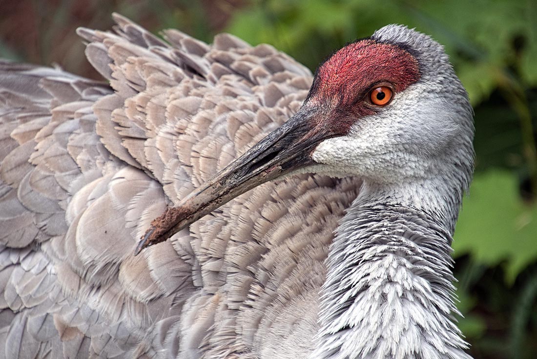 Sandhill crane resting