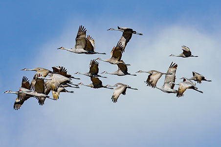 Sandhill cranes in flight