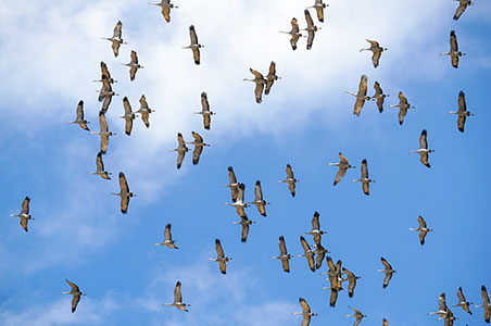 Flying sandhill cranes in the sky