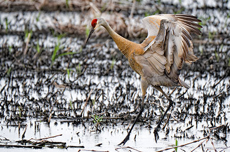 Crane in a flooded field