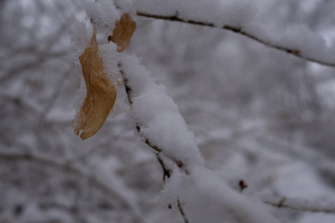 After Photo: Leaf and snow on a tree