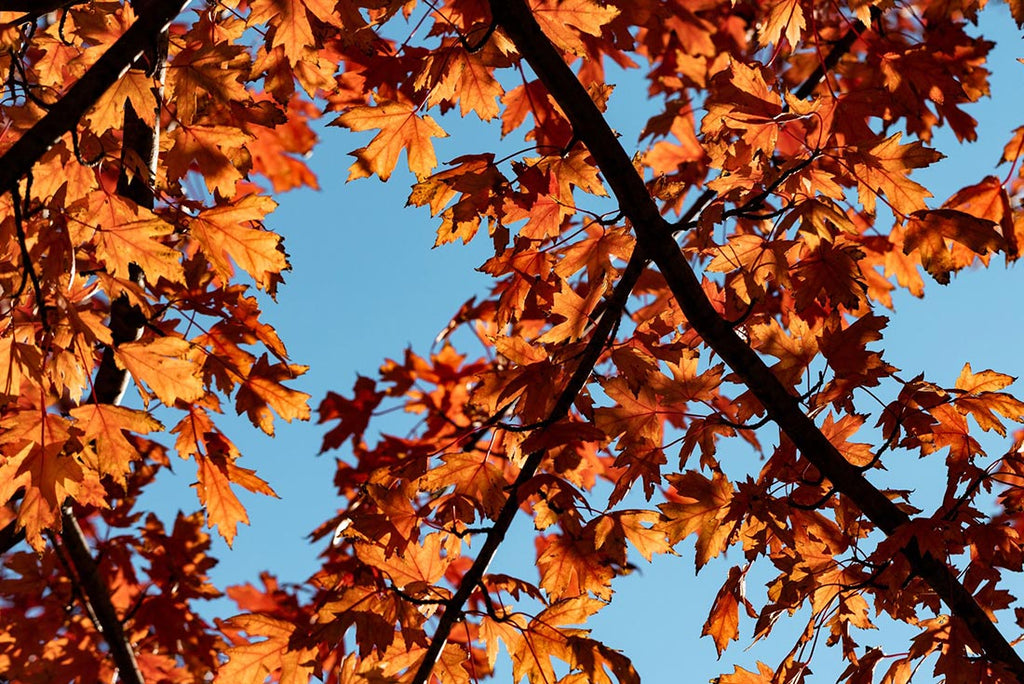 High contrast orange leaves on a bright sunny day