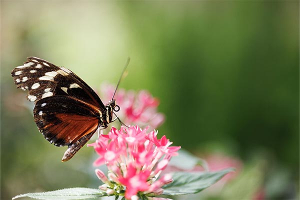 Butterfly on a pink flower