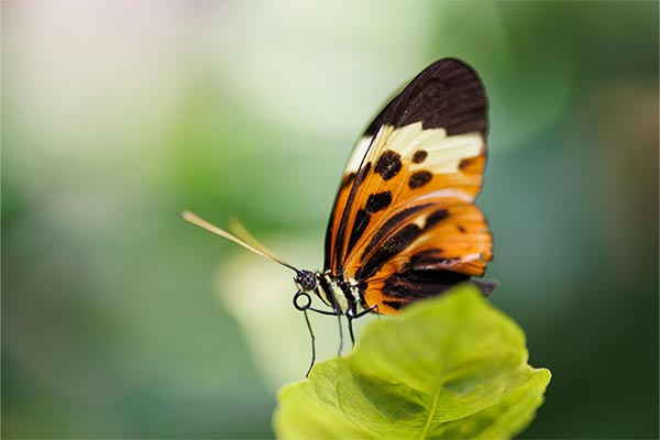 Butterfly on a leaf