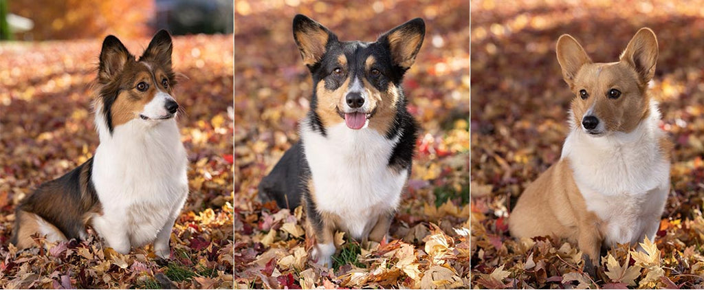 Three corgis hanging out in the autumn leaves by Alan Holtmeier