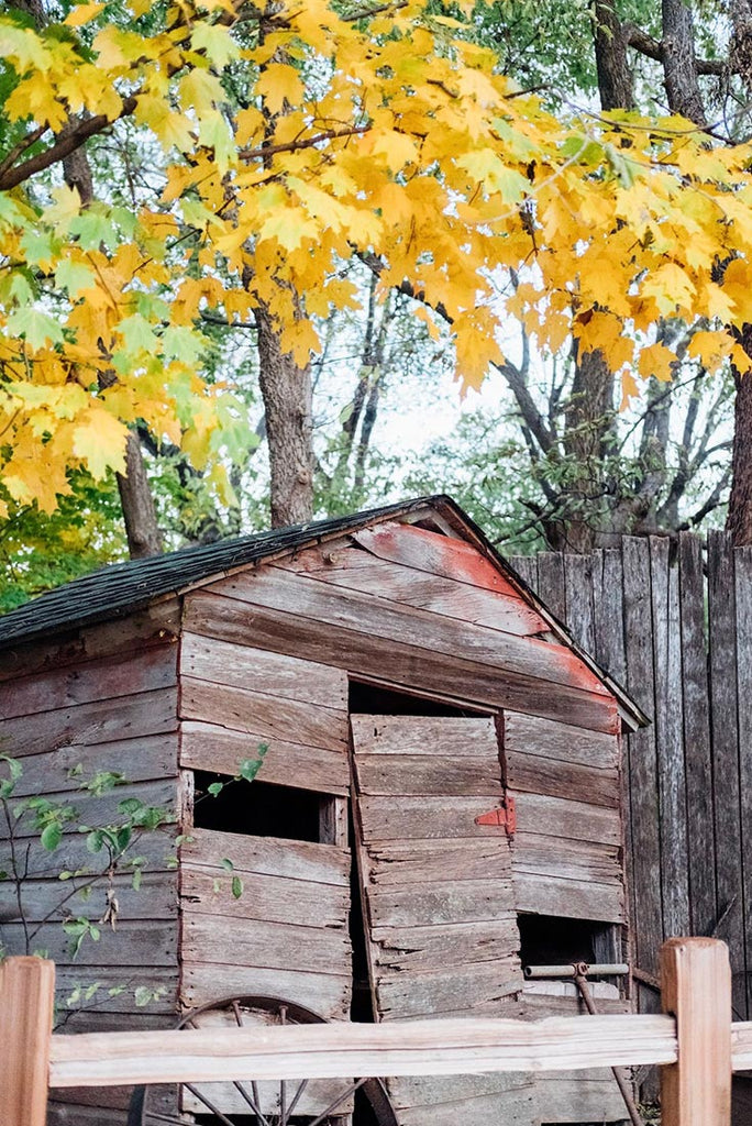 Old shed with peeling paint and yellow leaves overhead