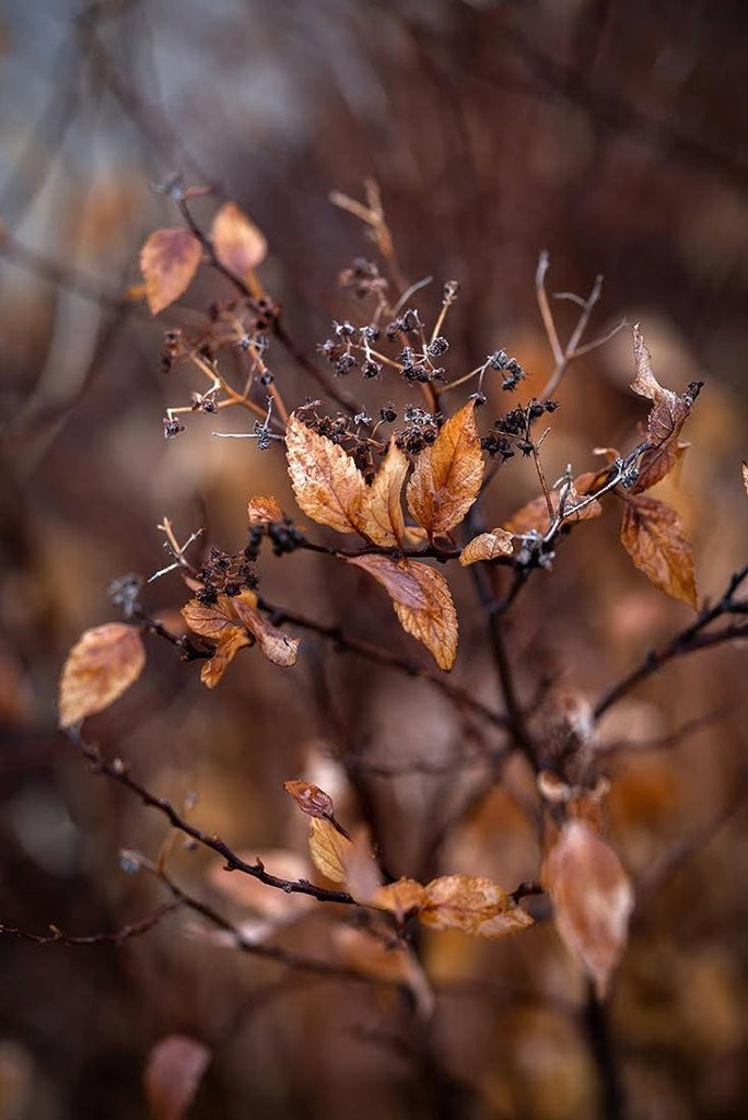 Dried berries and dying leaves on a bush