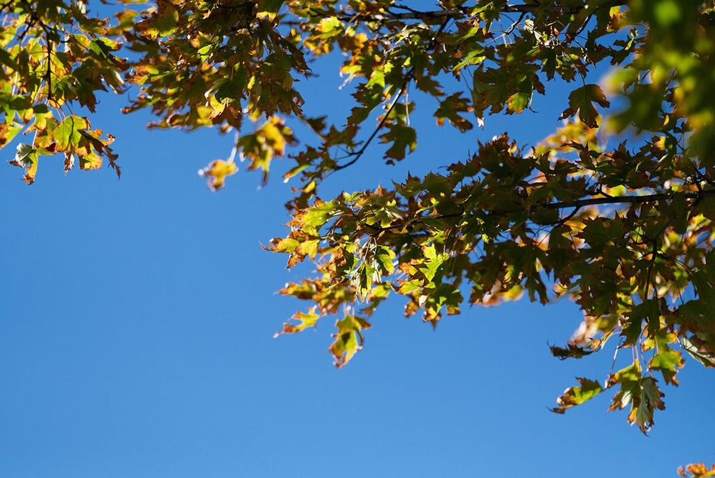 Example using a polarizer filter making the sky and shadows more intense