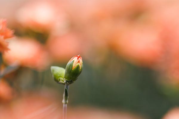 Flower bud macro