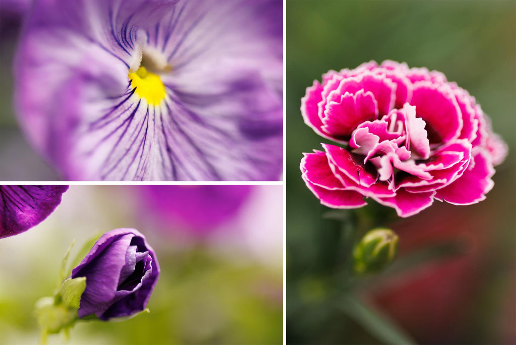 Montage of flowers shot with Canon EOS R5 and RF 85mm Lens