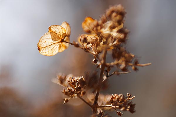 Branch dancing in golden light