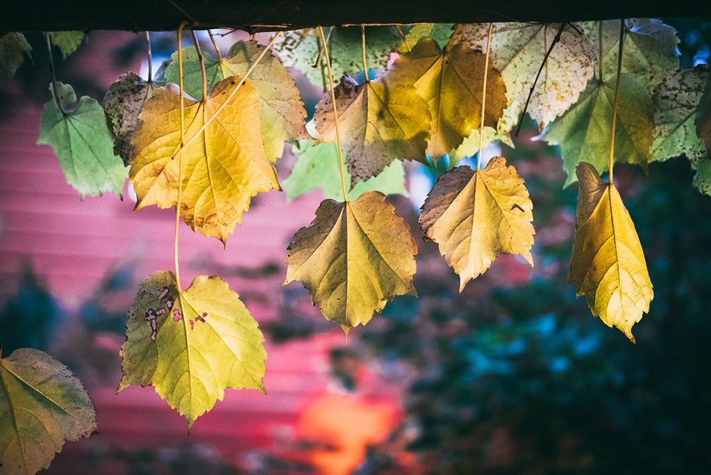 Autumn leaves hanging off an old building