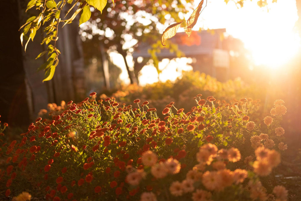Flowers during golden hour