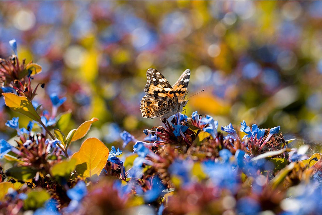 Moth sitting on a pile of leaves by Mia Fisher