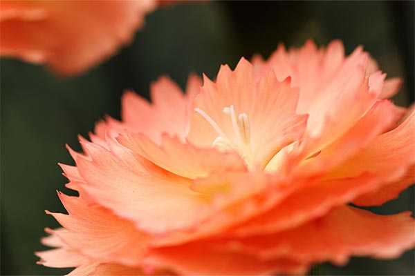 Pretty peach flower