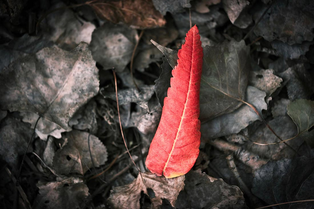 Single red leaf on the ground