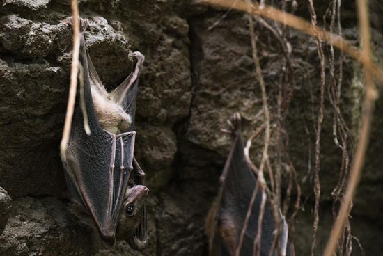 bats hanging upside down