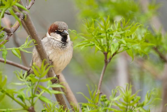 sparrow on a branch