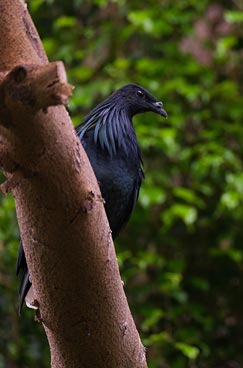 black bird at the zoo