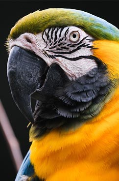 close-up of a macaw