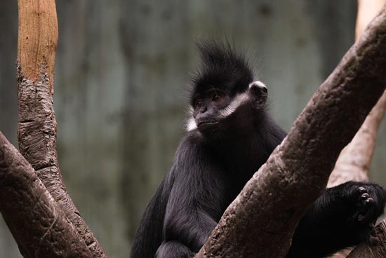 A black monkey checking things out