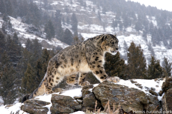 Hemis national park leh ladakh trip - nautunkee.com