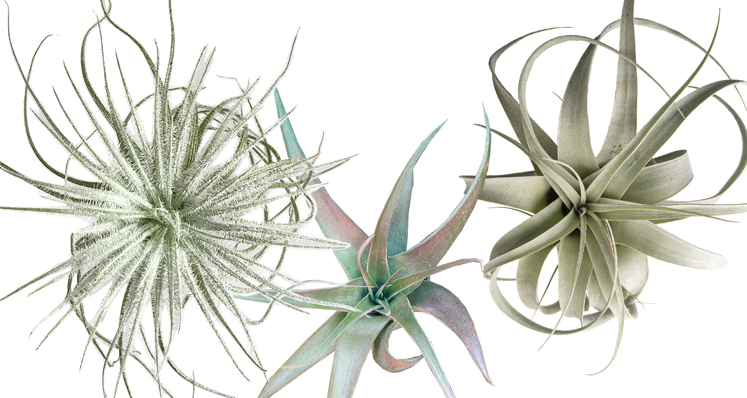 The Ultimate Air Plant Care Guide Planterina 3443