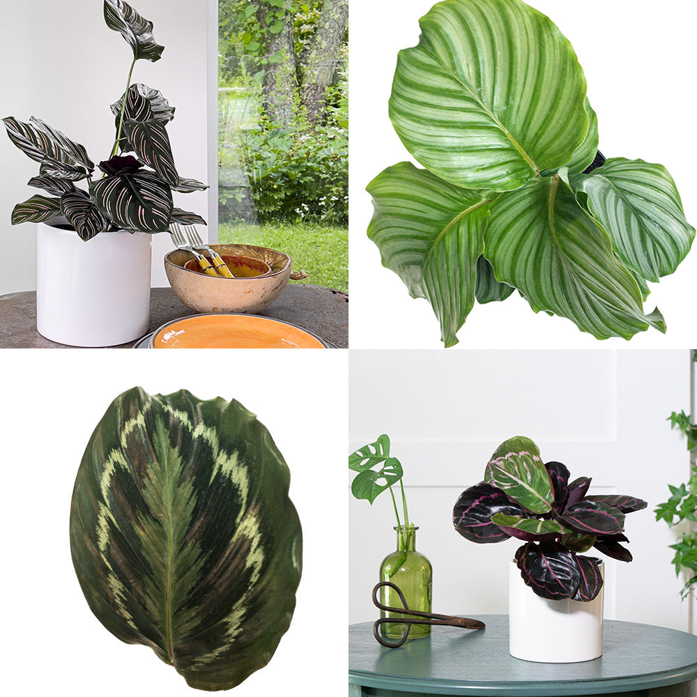 The Ultimate Guide to Calathea Plant Care |