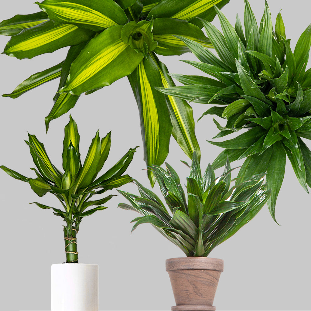 Indoor Plants