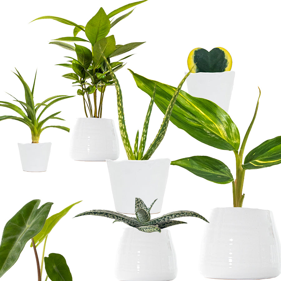 bijeenkomst En team Uitvoerbaar Planterina® Official Site | Shop Indoor Plants Online