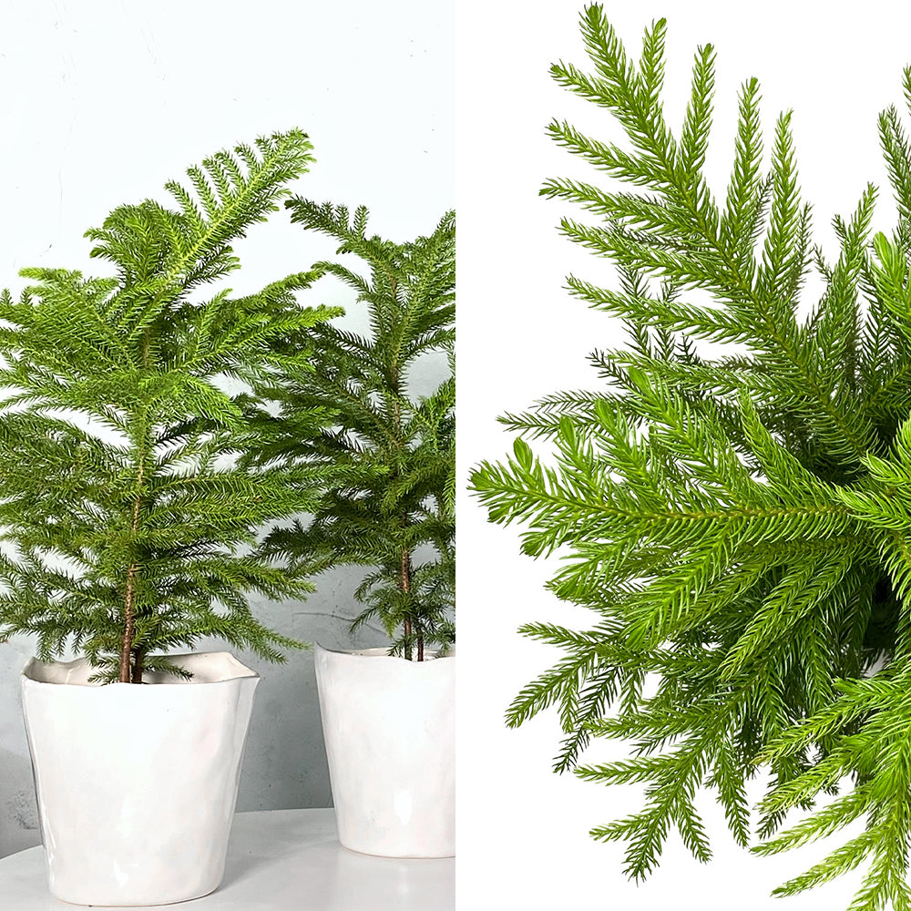 Image of Norfolk Island pine and ZZ plant plants
