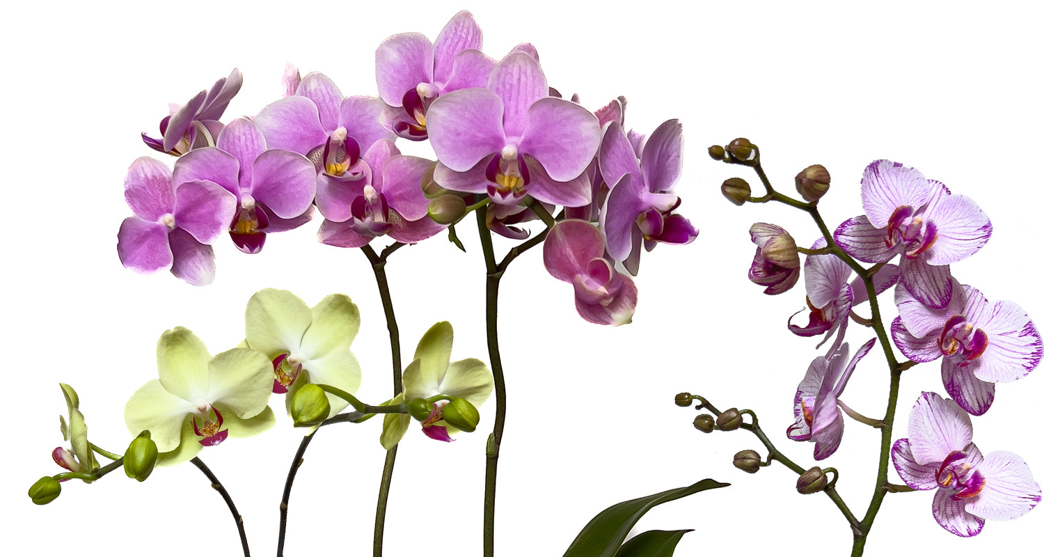Руководство по уходу за орхидеями