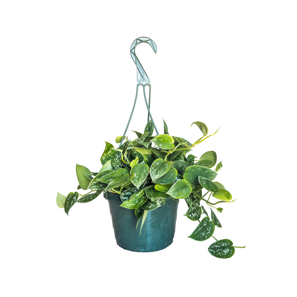 Silver | Easy Care Indoor Plants Online Planterina