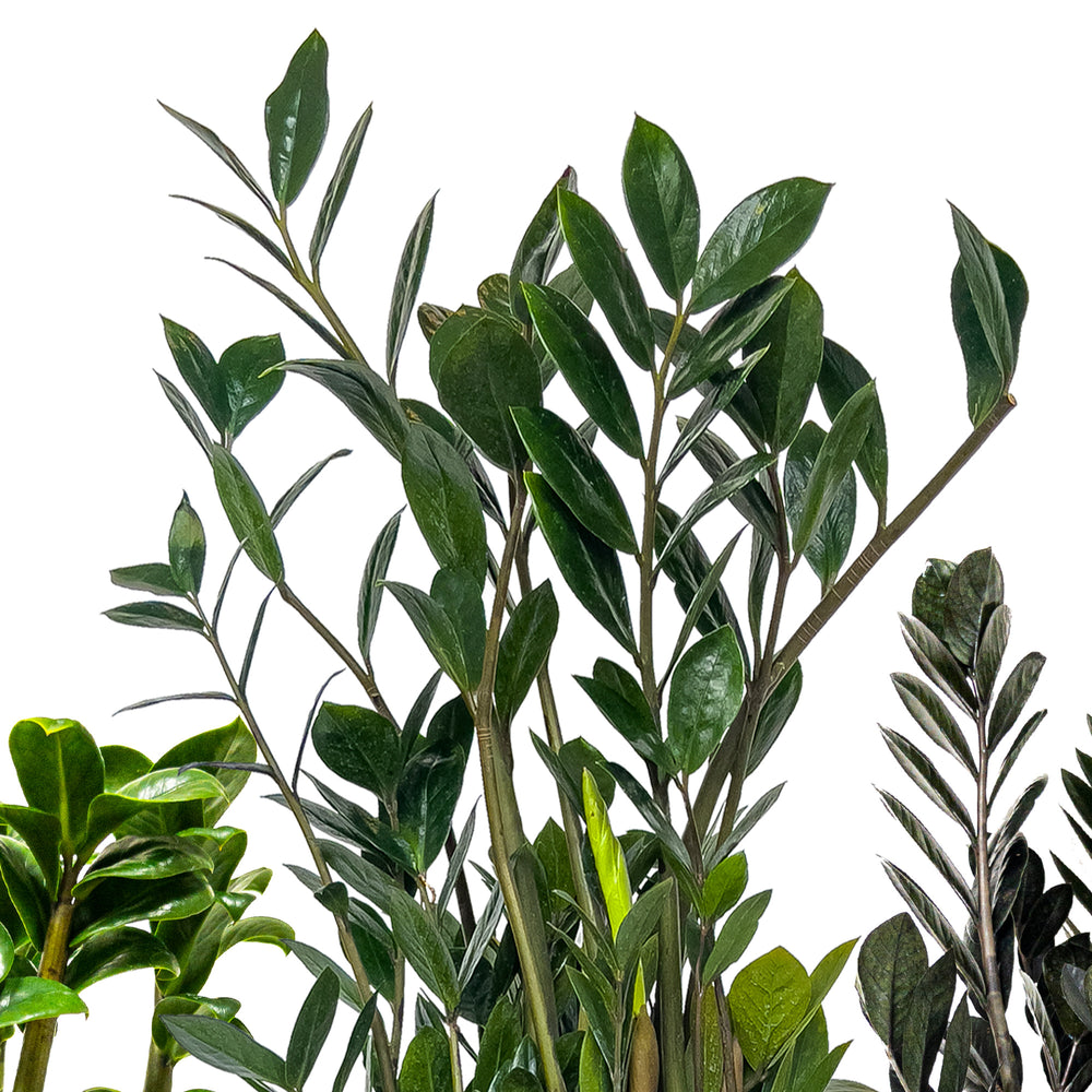 Image of ZZ plant and Norfolk Island pine companion plant