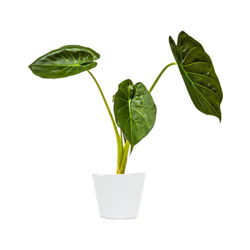 Alocasia Wentii | Indoor Plants Online | Planterina