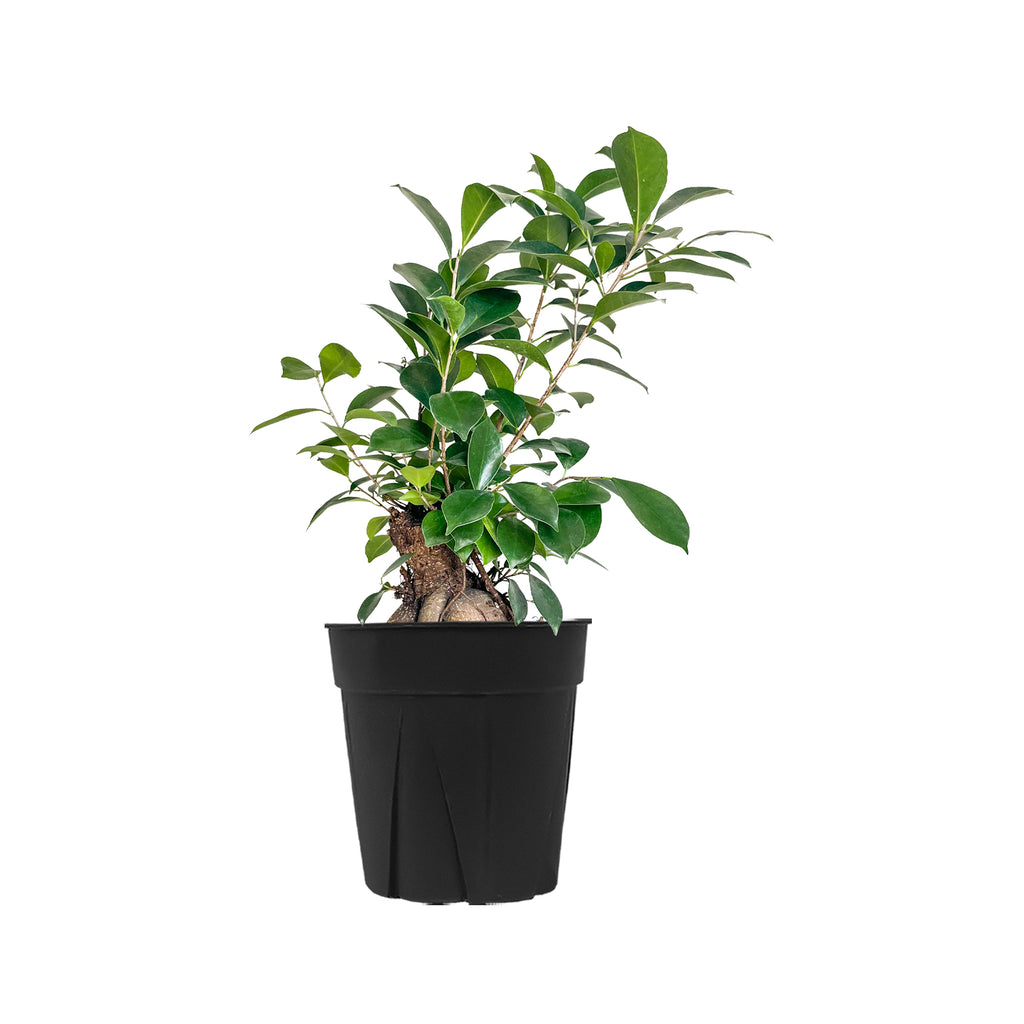 Gingeng | Beautiful Indoor Plants Online | Planterina