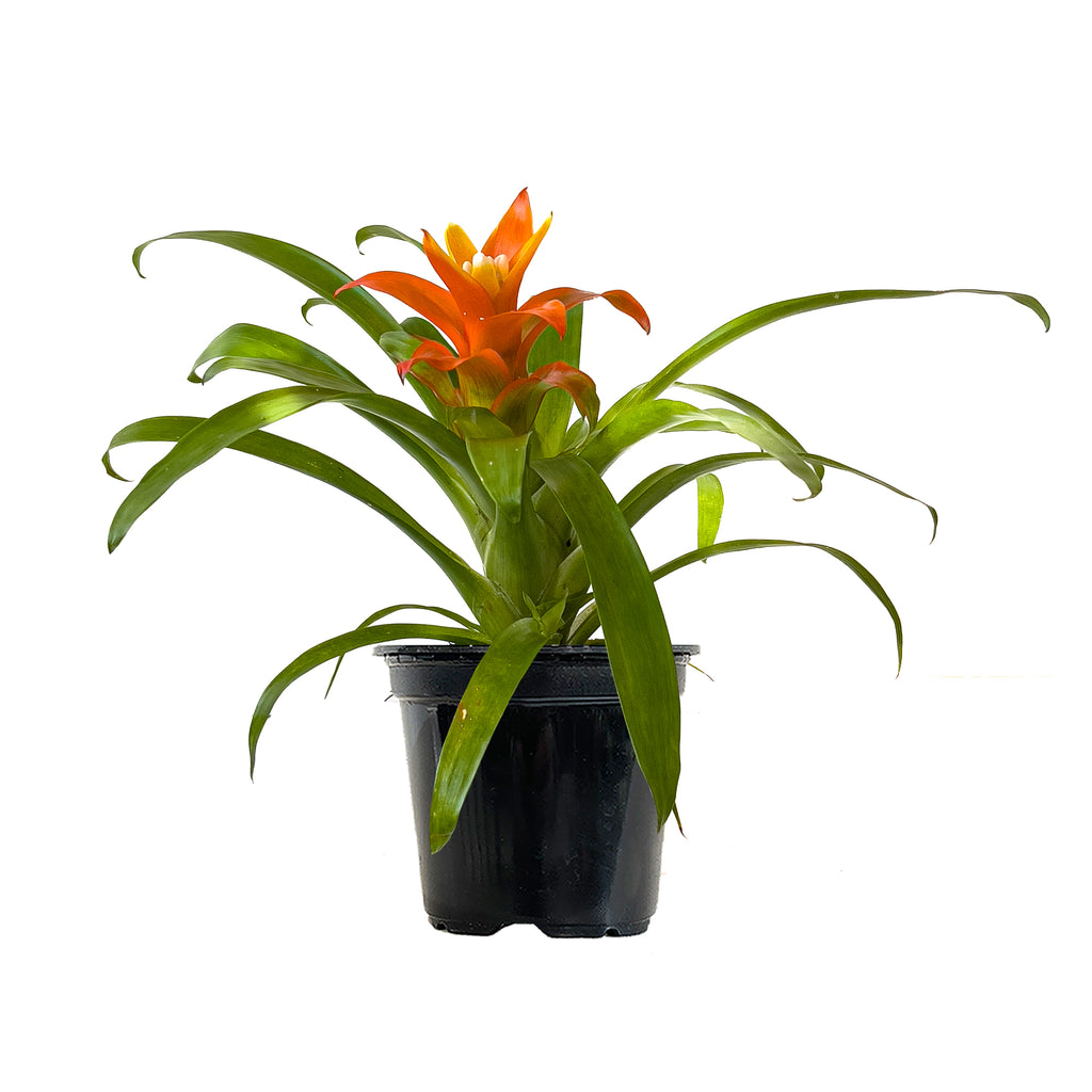 Bromeliad | Indoor Plants Online | Planterina