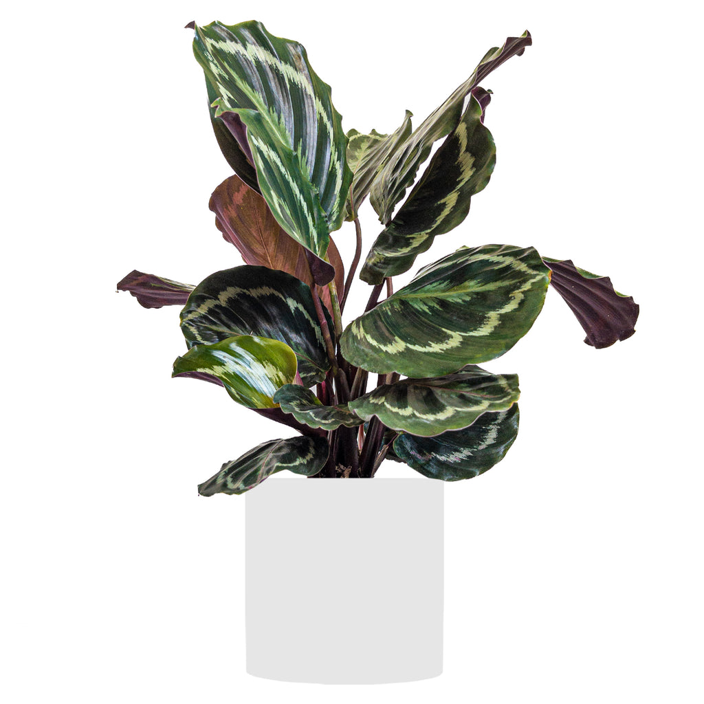 Calathea Medallion II () | colorful Indoor Plants Online | Planterina