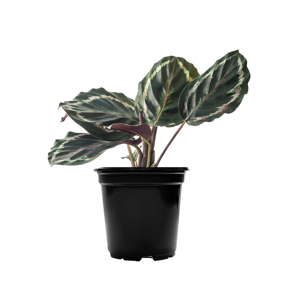 Calathea Medallion | Shop Indoor Plants Online 