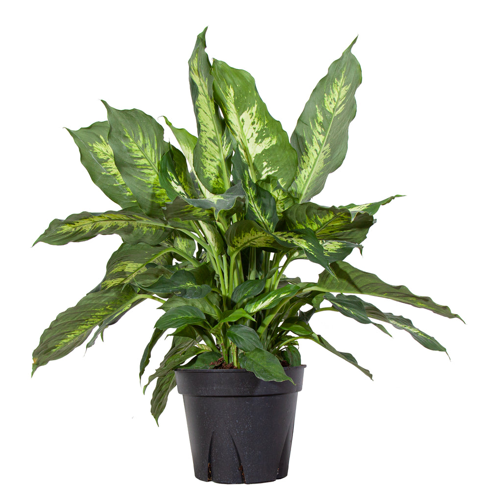 Dieffenbachia Splash Direct From The Greenhouse Planterina Com Planterina