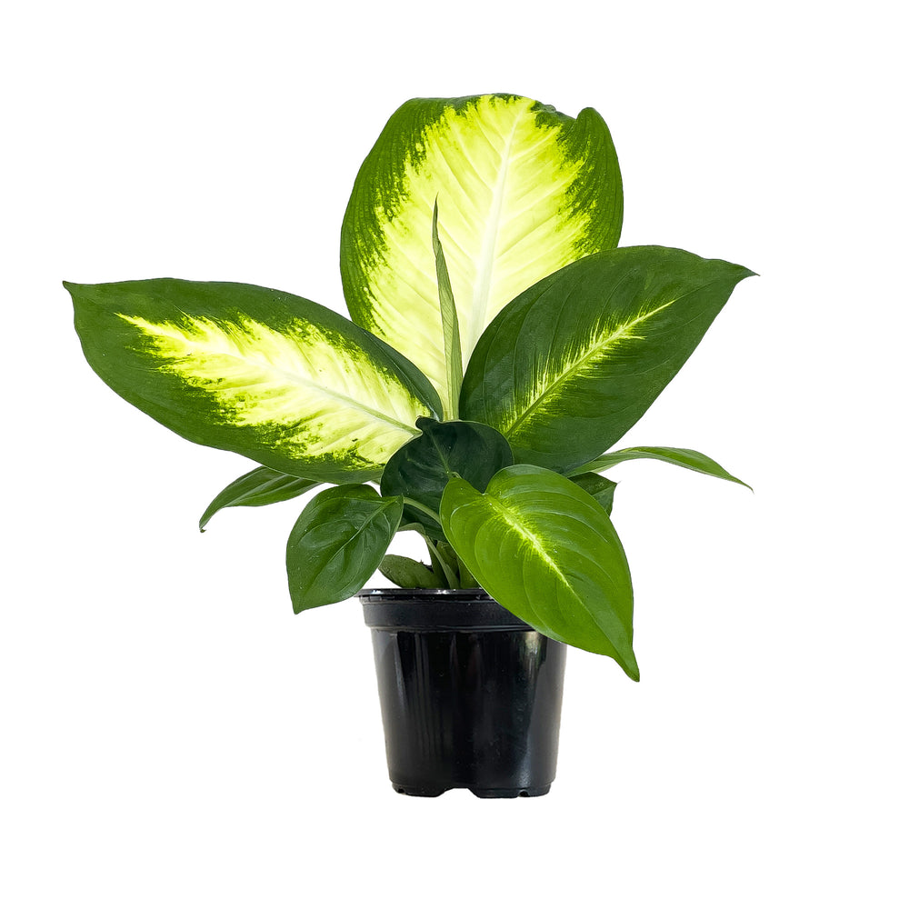 Buy Dieffenbachia Direct From The Greenhouse Planterina Com Planterina