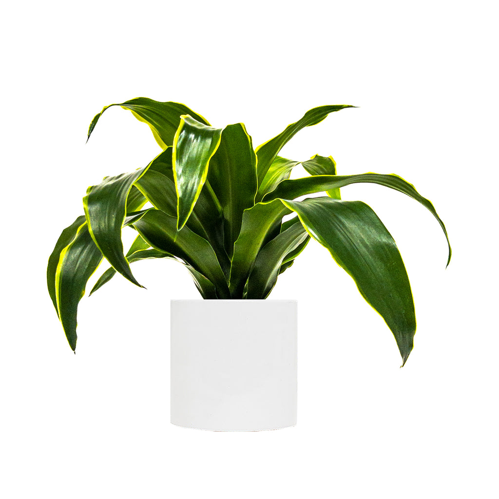 Dracaena Houseplants | Indoor Plants Online | Planterina