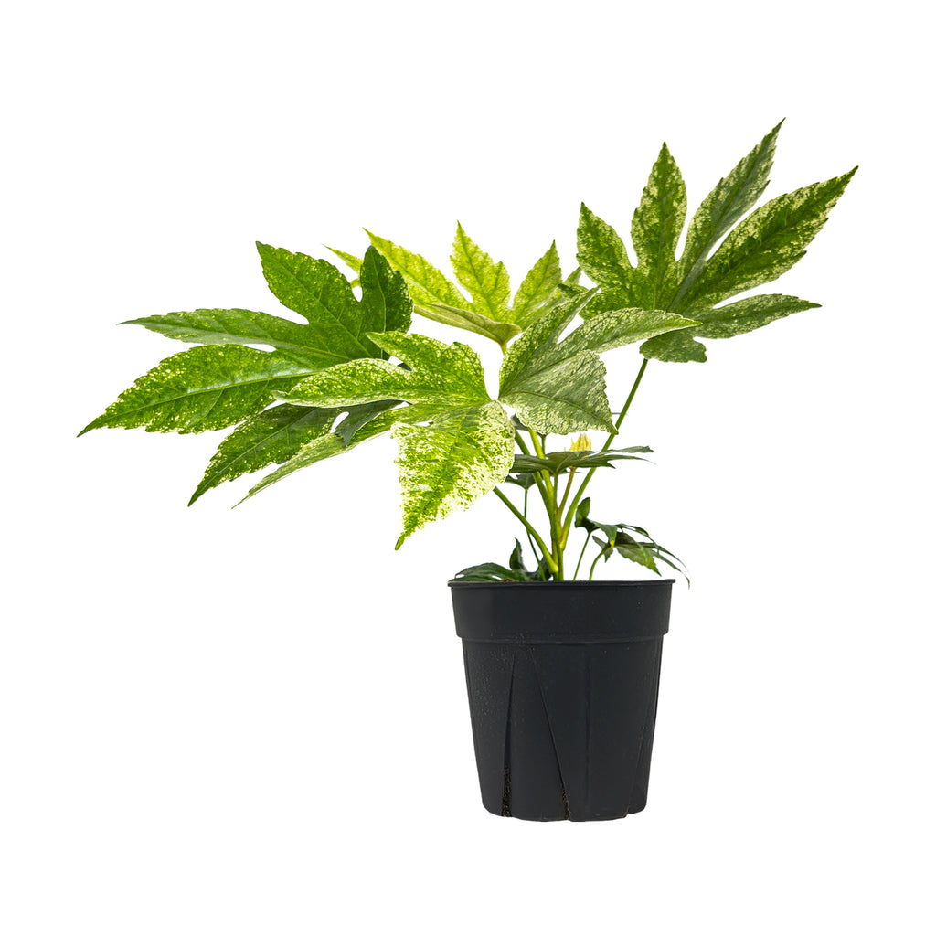 Fatsia japonica | Beautiful Indoor Online Planterina